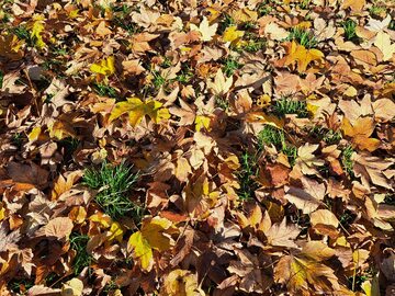 Zrób z jesiennych liści ziemię liściową
