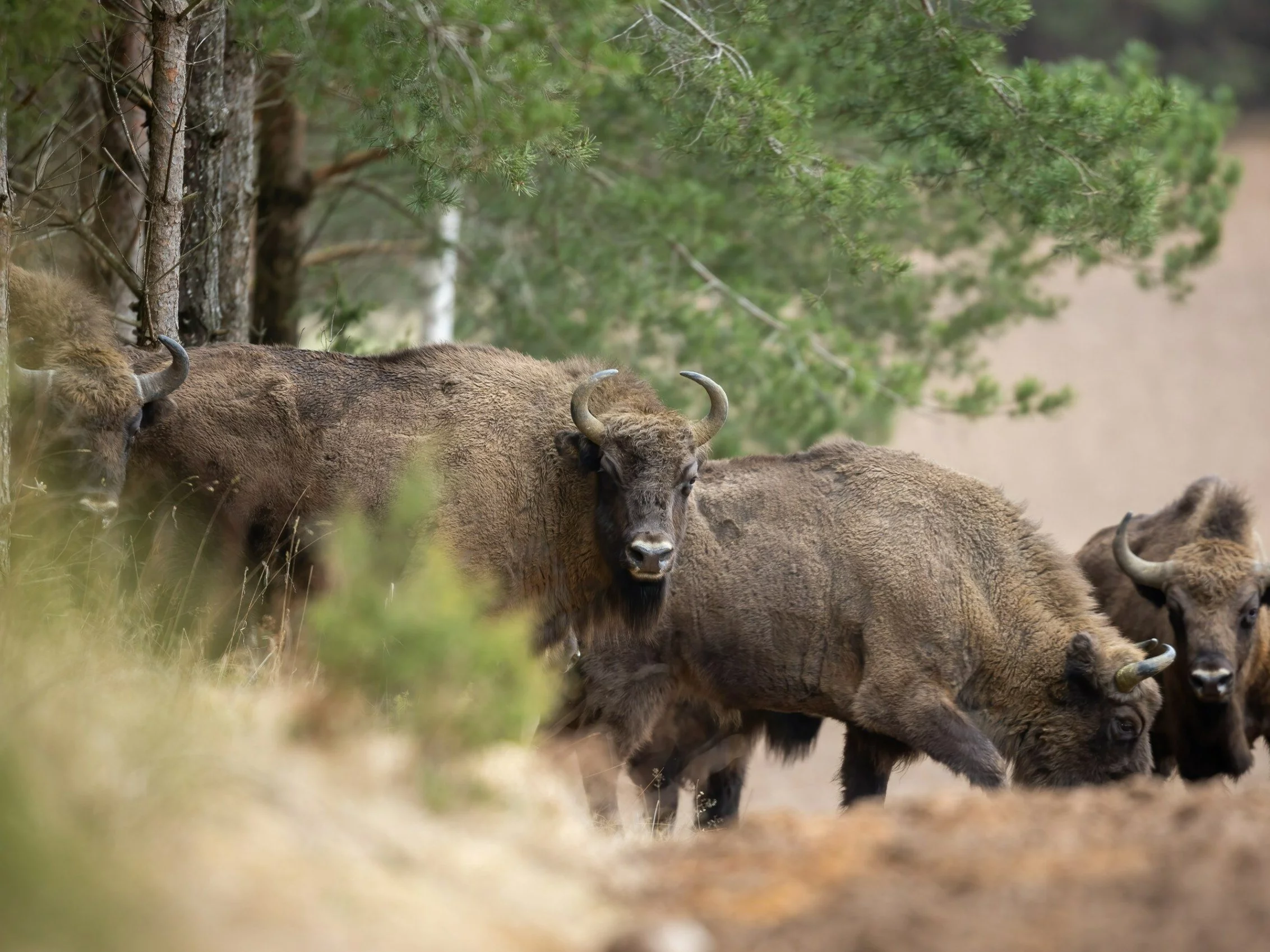Żubry do eutanazji. Wykryto u nich nieuleczalną chorobę