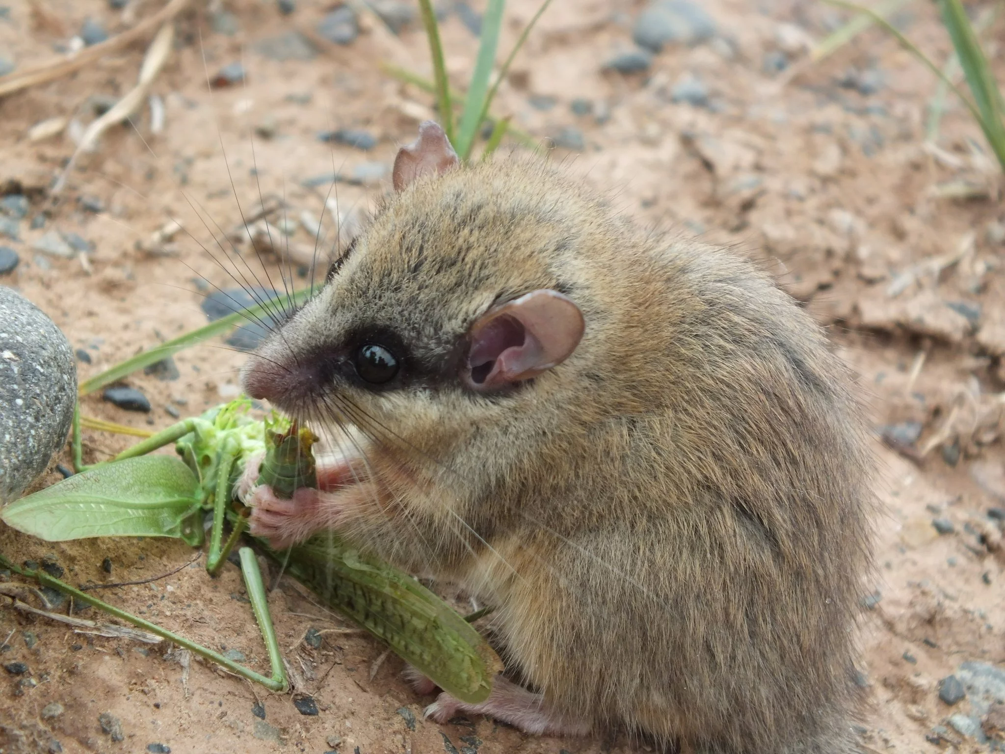 Dryomys nitedula – koszatka