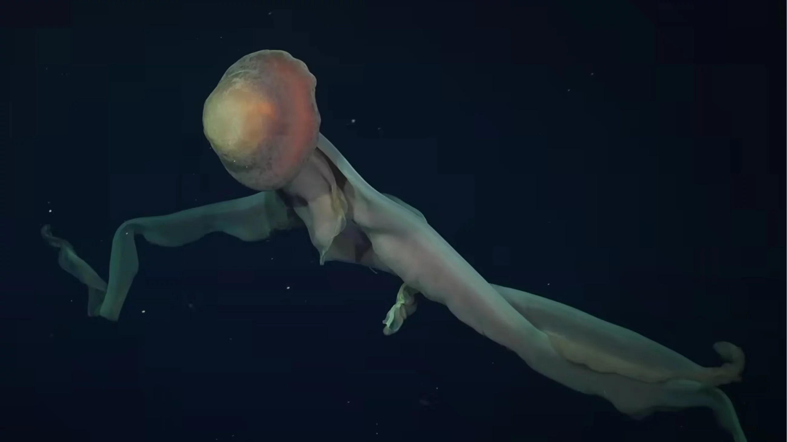 Zwierzęta jak z kosmosu. W mrocznych głębinach odkryli 40 nowych gatunków