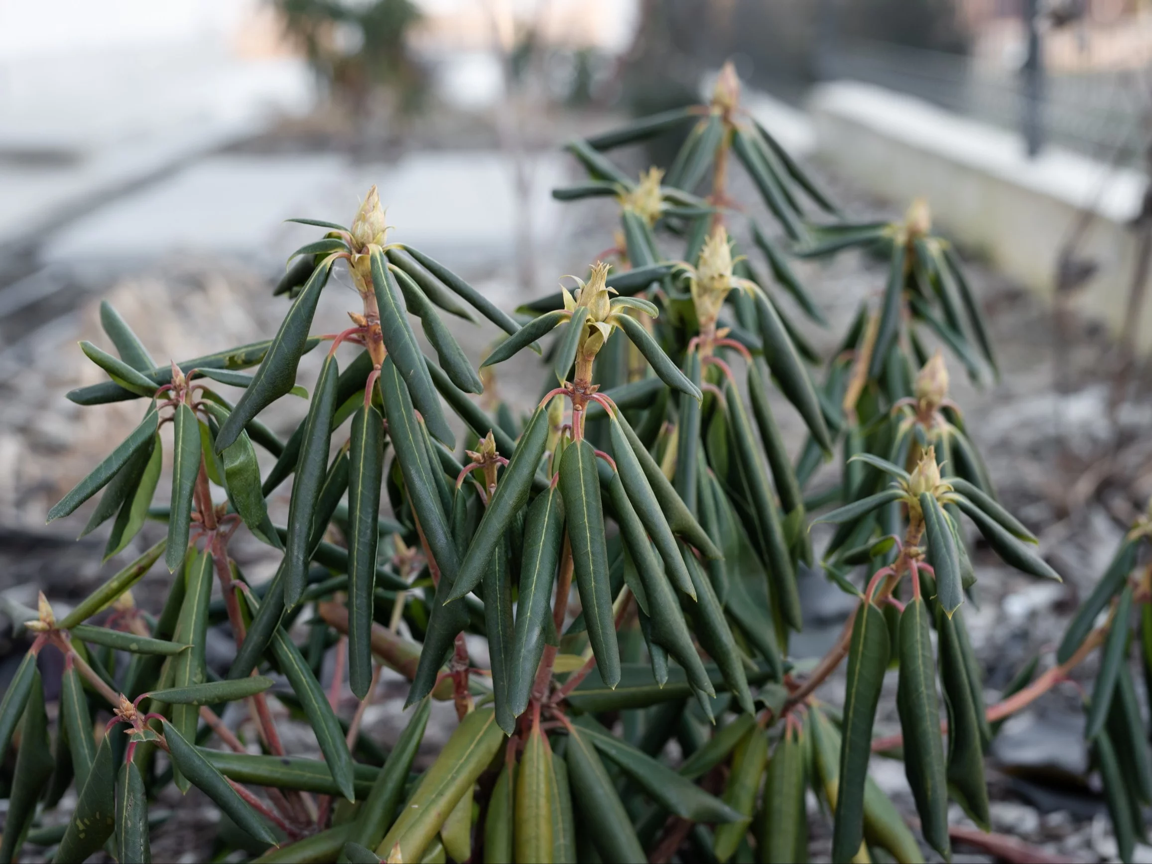 Rododendron po zimie potrzebuje szczególnej pielęgnacji