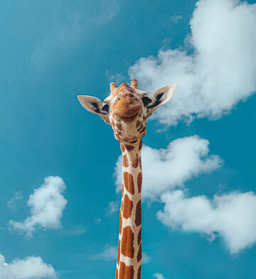 Żyrafa, zdjęcie ilustracyjne