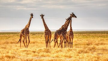 Żyrafy, zdjęcie ilustracyjne