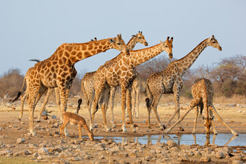 Żyrafy, zdjęcie ilustracyjne