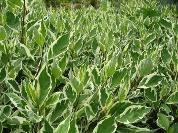 Żywopłot z derenia białego, Cornus alba